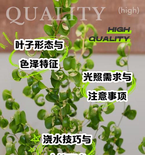 植物叶子打卷的原因是什么？
