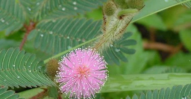 顾先生的花卉究竟是什么花？它的特点是什么？