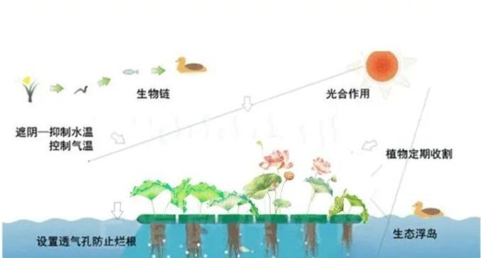 植物需要加碳肥水吗？如何正确添加？