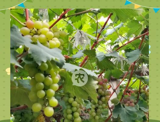 哪些花卉移栽需要套袋？移栽花卉时套袋有什么好处？