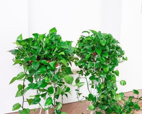 新装修房间适合摆放哪些植物？如何选择净化空气的植物？