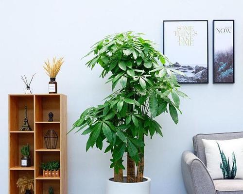新装修房间适合摆放哪些植物？如何选择净化空气的植物？
