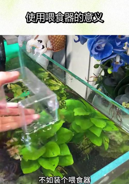 喂鱼时应该养什么植物？这些植物对鱼儿有何益处？