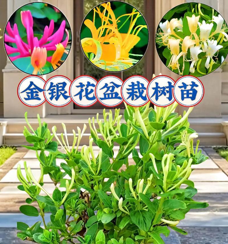 40度高温下哪些花卉盆栽能生存？如何养护？