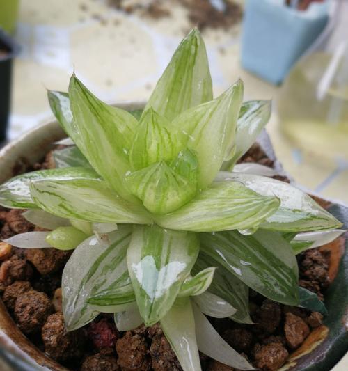 小清新植物保存多久不会变质？保存时的正确方法是什么？