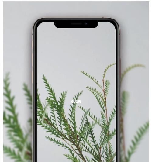小清新植物保存多久不会变质？保存时的正确方法是什么？