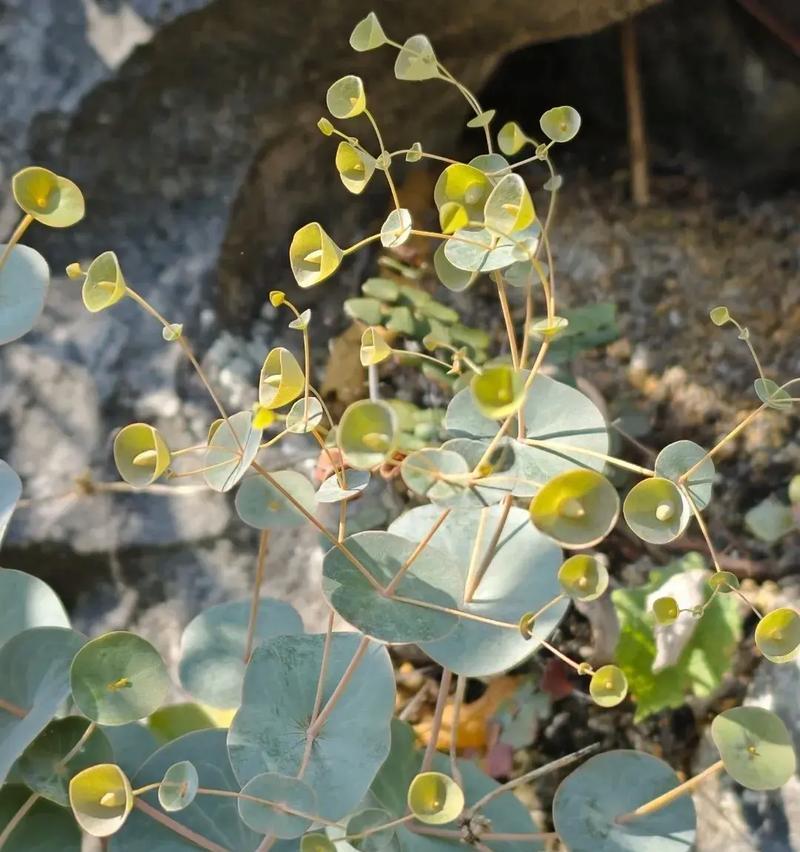 一串心植物的养殖方法是什么？一串心植物的常见问题有哪些？