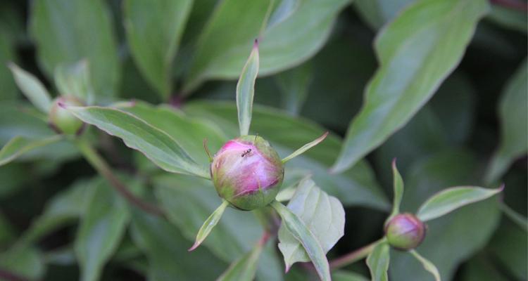 一串心植物的养殖方法是什么？一串心植物的常见问题有哪些？