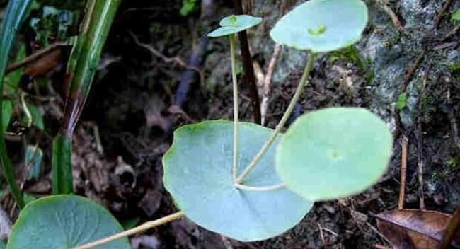 一串心植物的养殖方法是什么？一串心植物的常见问题有哪些？