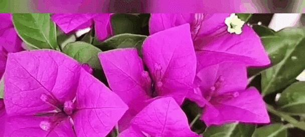 花卉网红品种排名前十有哪些？如何选择和养护？