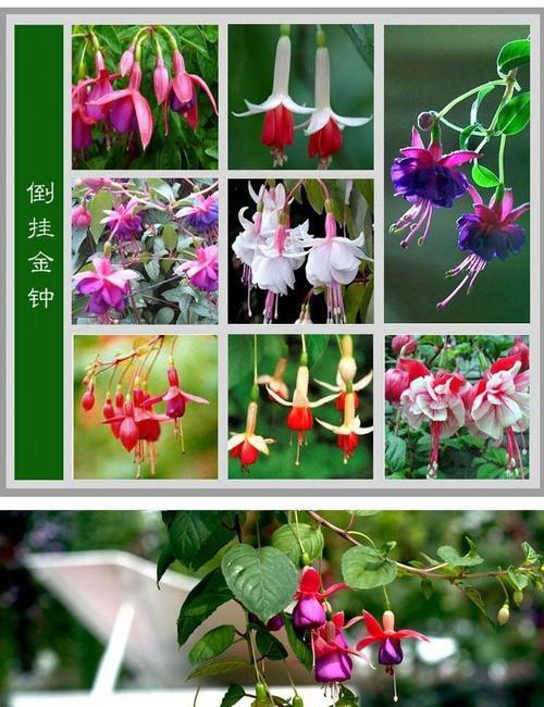 花卉网红品种排名前十有哪些？如何选择和养护？