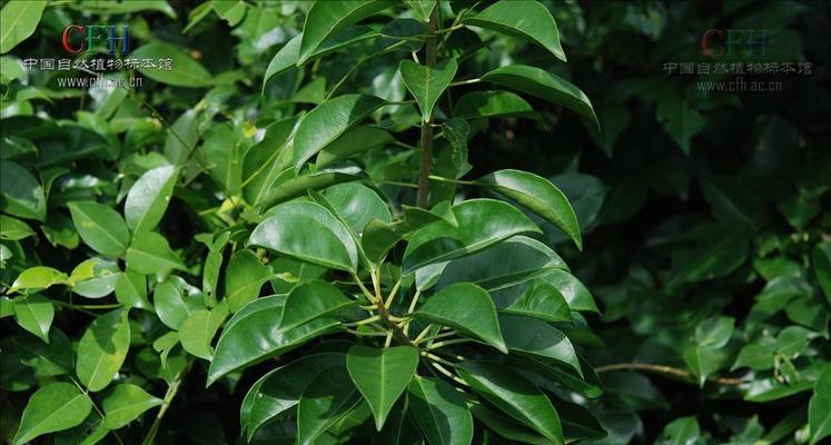 在防滑坡上适合种植哪些植物？这些植物如何帮助防滑？