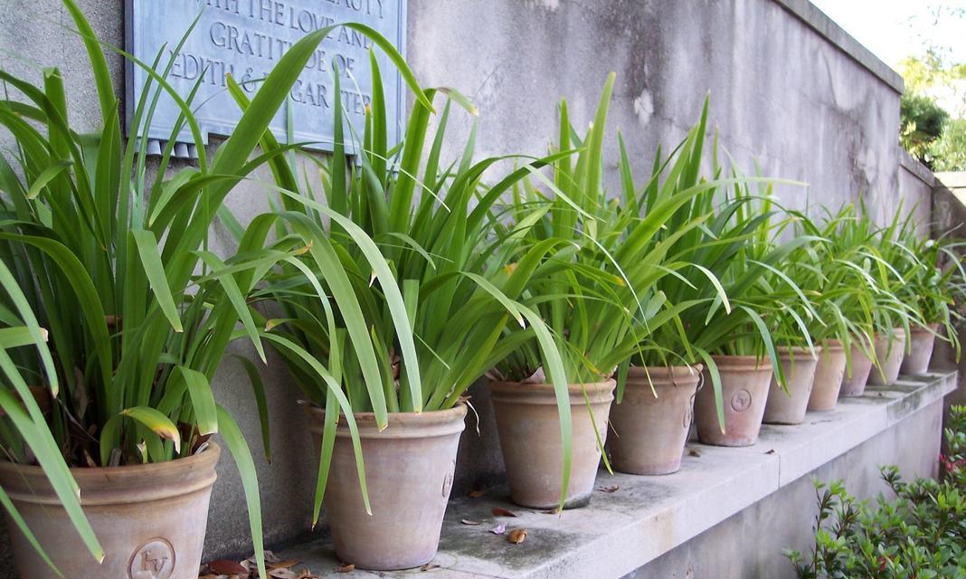 室内种植大型植物有哪些推荐？如何选择？