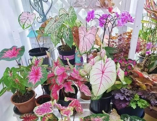 室内种植大型植物有哪些推荐？如何选择？