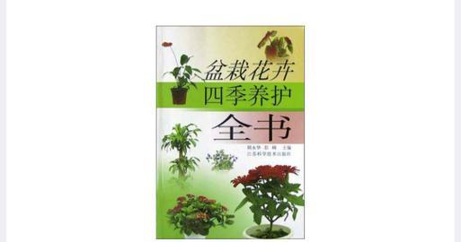 四季丹花卉有什么特点？如何养护？