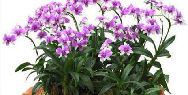四季丹花卉有什么特点？如何养护？
