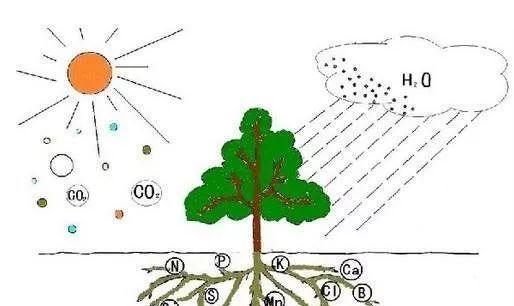 花卉的营养需求有哪些？如何根据需肥特点施肥？