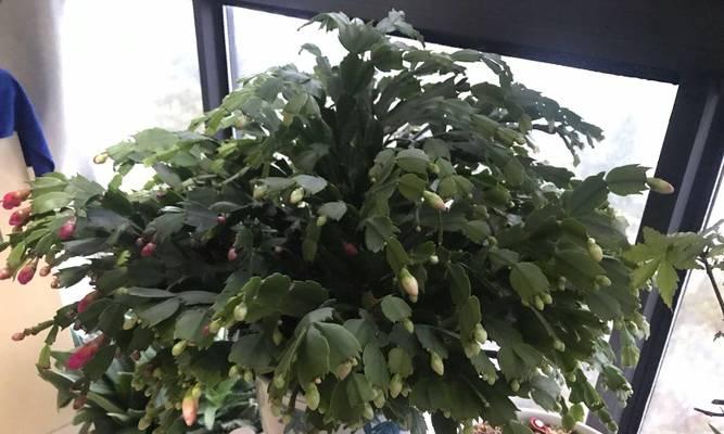 花卉的营养需求有哪些？如何根据需肥特点施肥？