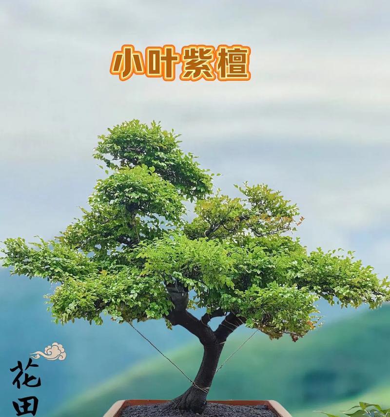 植物重叠放置的正确方法是什么？