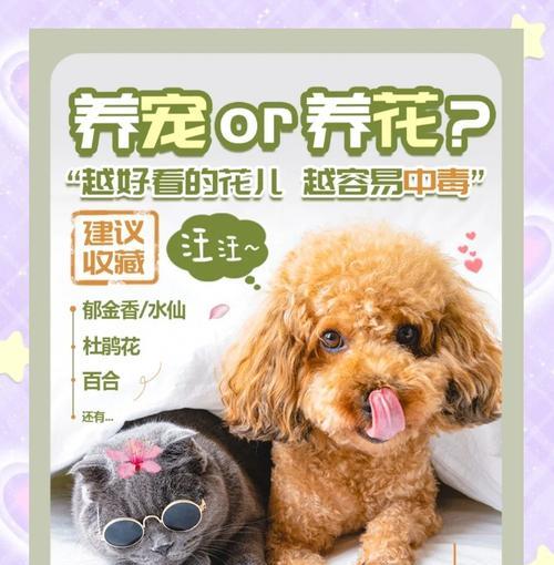 哪些植物对小狗安全且友好？