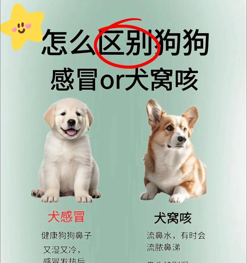 哪些植物对小狗安全且友好？