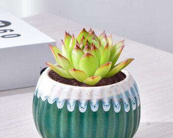 组合盆景花卉搭配有哪些技巧？如何选择合适的植物？