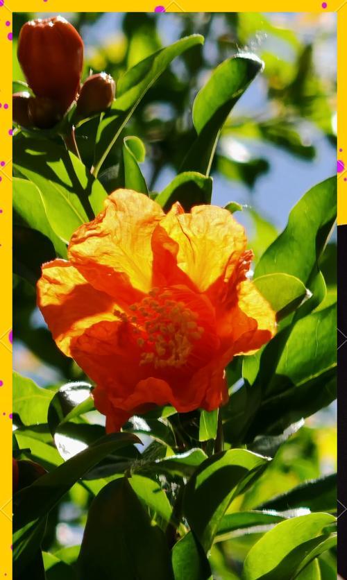 哪种花卉开花超多？这种花卉的养护技巧是什么？