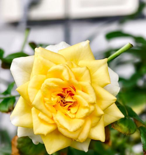 哪种花卉开花超多？这种花卉的养护技巧是什么？