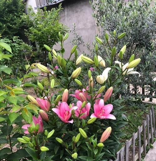 哪种花卉开花超多？这种花卉的养护技巧是什么？