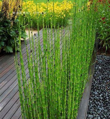 家养水池植物的养护技巧有哪些？