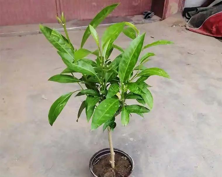 哪些盆景花卉带有香味？
