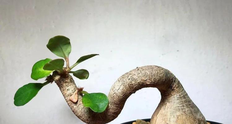 大象盆景植物有哪些品种？如何选择适合的品种？
