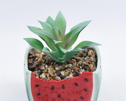 大象盆景植物有哪些品种？如何选择适合的品种？