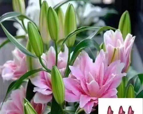 盆栽百合的正确养护方法是什么？有哪些注意事项？