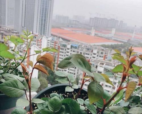 鲜花玫瑰花单枝怎么养护？养护过程中需要注意什么？