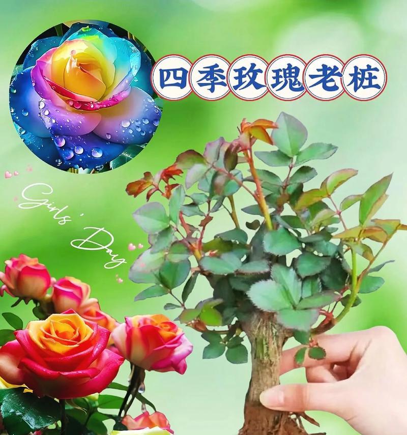 鲜花玫瑰花单枝怎么养护？养护过程中需要注意什么？