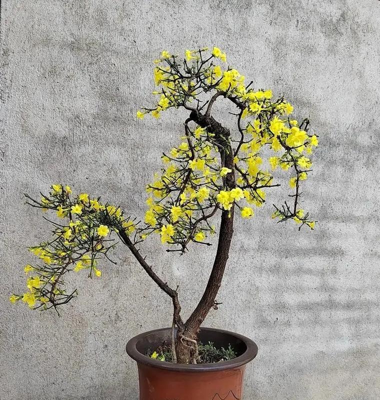 湖边适合种植哪些盆栽植物？它们的养护要点是什么？