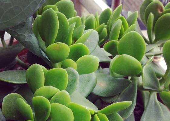 湖边适合种植哪些盆栽植物？它们的养护要点是什么？