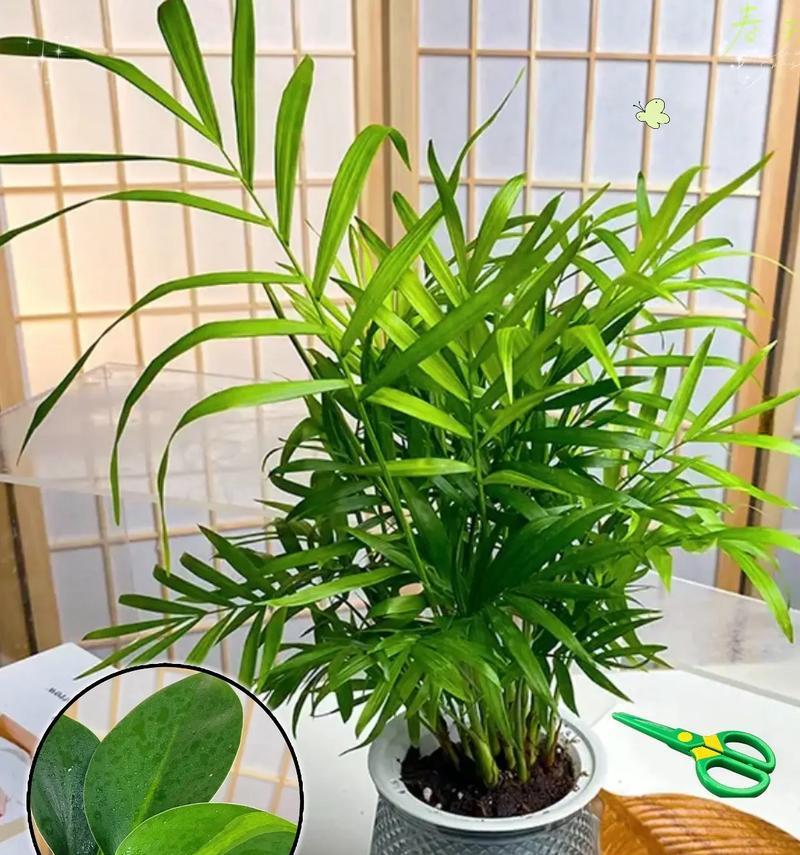 湖边适合种植哪些盆栽植物？它们的养护要点是什么？