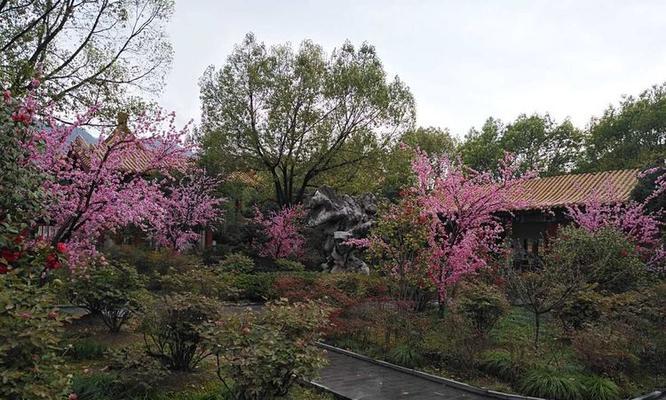 颐和园的竹林有哪些植物？如何进行观赏和养护？