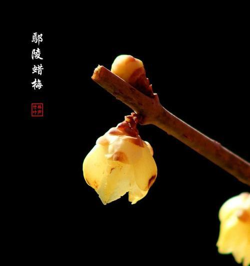 颐和园的竹林有哪些植物？如何进行观赏和养护？