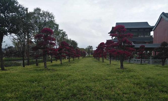 颐和园的竹林有哪些植物？如何进行观赏和养护？