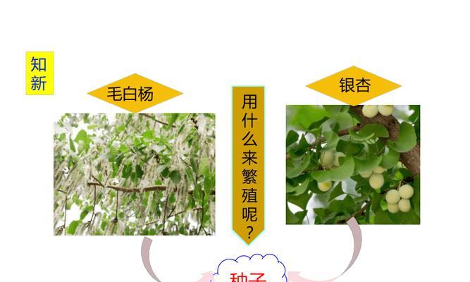植物为何会产生种子？种子对植物繁衍有何重要性？