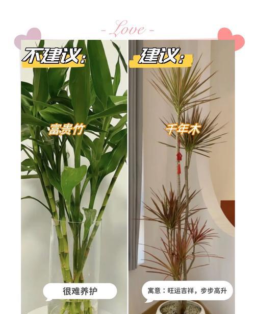 室内植物管理有哪些常见问题？