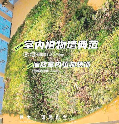 室内植物管理有哪些常见问题？