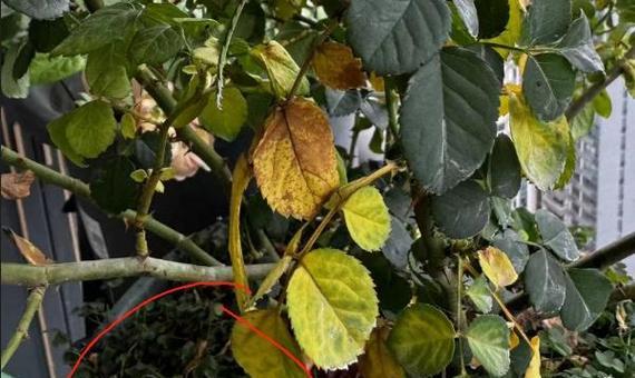室内植物管理有哪些常见问题？