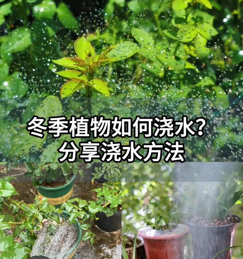 提取植物的方法有哪些？如何正确提取植物成分？