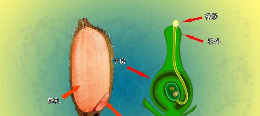稻花在水稻中属于哪种植物？