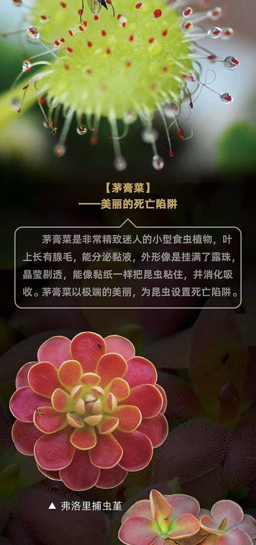 哪些是食虫植物？食虫植物有哪些种类？