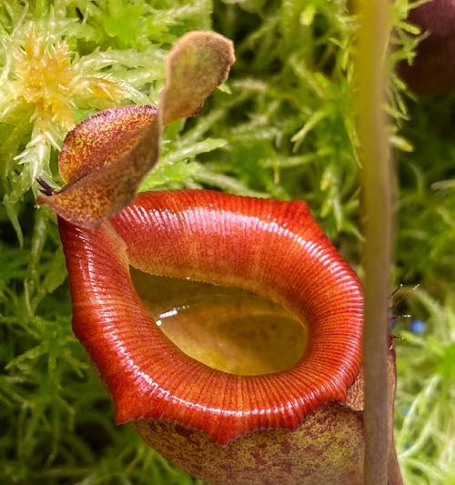哪些是食虫植物？食虫植物有哪些种类？
